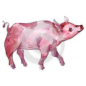 Piglet farm animal isolated. Watercolor background illustration set. Isolated piggie illustration element. photo