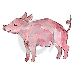 Piglet farm animal isolated. Watercolor background illustration set. Isolated piggie illustration element. photo