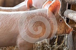 piglet in a farm in europe free range for meat selective focus background blur