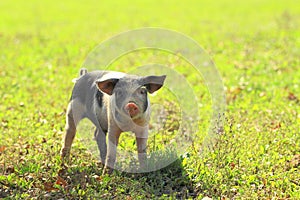 Piglet on farm