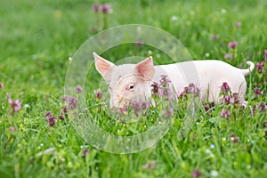 Piglet on grass