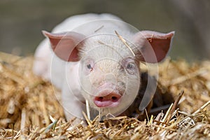 Piglet on hay and straw at pig breeding farm