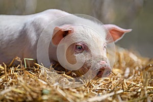 Piglet on hay and straw at pig breeding farm