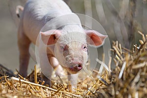 Piglet on hay and straw at pig breeding farm