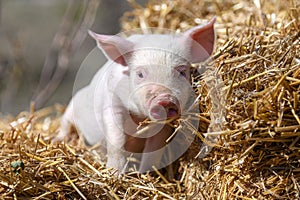 Piglet on hay and straw at pig breeding farm