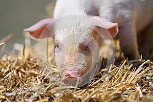 Piglet on hay and straw at pig breeding farm