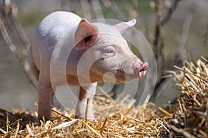 Piglet on hay and straw at pig breeding farm