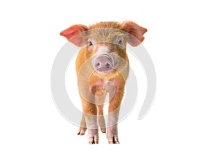 Piglet isolated on white