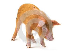 Piglet isolated on white