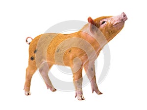 Piglet isolated on white