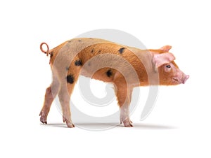 piglet isolated on white