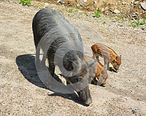 Piglet  and mother wild boar Sus scrofa, also known as the `wild swine`,common wild pig`