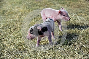 Piglet newborn baby,