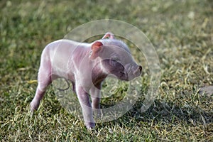 Piglet newborn baby,