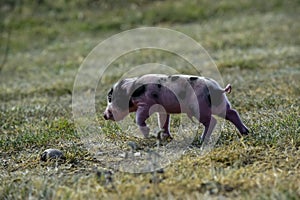 Piglet newborn baby,