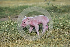 Piglet newborn baby,