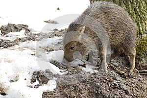 Piglet peccary.