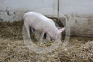 Piglet in the Pigpen at Amish Village