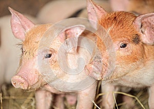 Piglet pigs