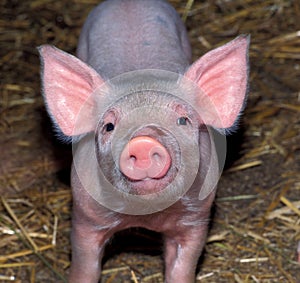 a piglet in the pigsty looks curiously