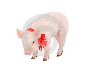 Piglet with a red ribbon