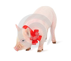 Piglet with a red ribbon