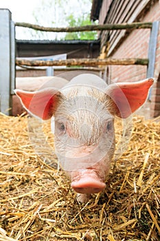 Piglet scrofa