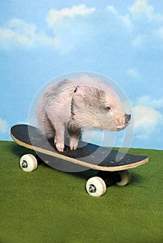 Piglet on a Skateboard