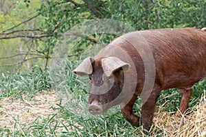 Piglet on spring green grass on a farm