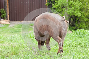 Piglet on spring green grass on a farm