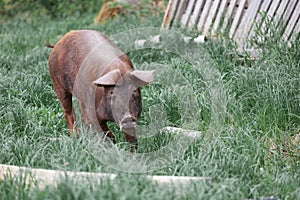 Piglet on spring green grass on a farm