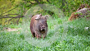 Piglet on spring green grass on a farm