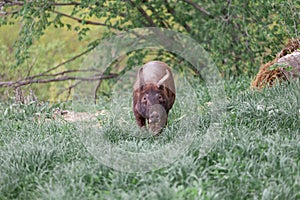 Piglet on spring green grass on a farm