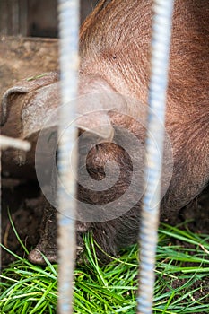 Piglet on spring green grass on a farm