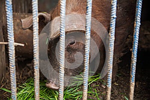 Piglet on spring green grass on a farm