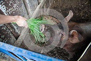 Piglet on spring green grass on a farm