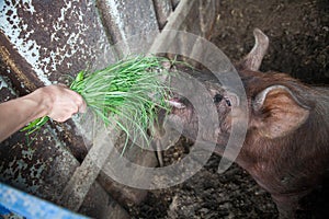 Piglet on spring green grass on a farm