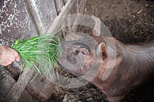 Piglet on spring green grass on a farm