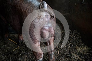 Piglet on spring green grass on a farm