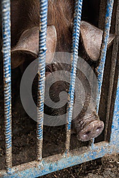 Piglet on spring green grass on a farm