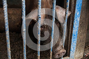 Piglet on spring green grass on a farm