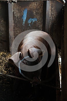 Piglet on spring green grass on a farm