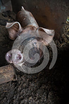 Piglet on spring green grass on a farm