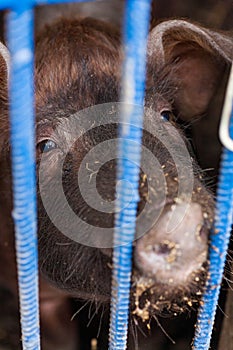 Piglet on spring green grass on a farm