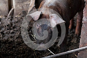 Piglet on spring green grass on a farm