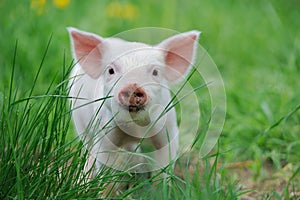 Piglet photo