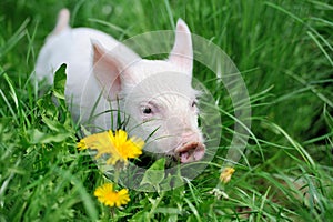 Piglet