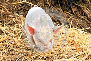 Piglet sus scrofa