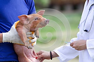 Piglet vaccination