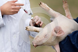 Piglet vaccination